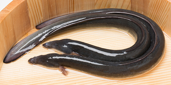 うなぎの輸入・販売