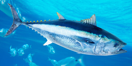 まぐろの輸入・販売