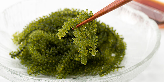 海ぶどうの輸入・販売